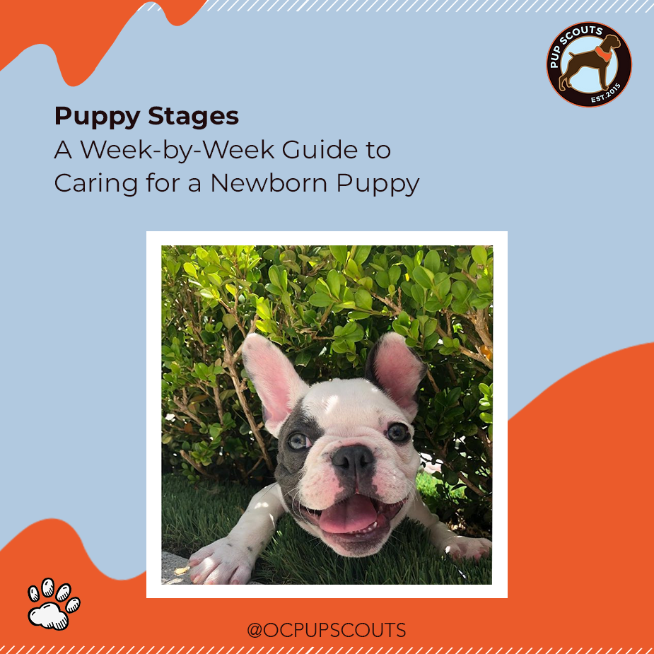 Week-by-week puppy care guide||Puppy Training Services