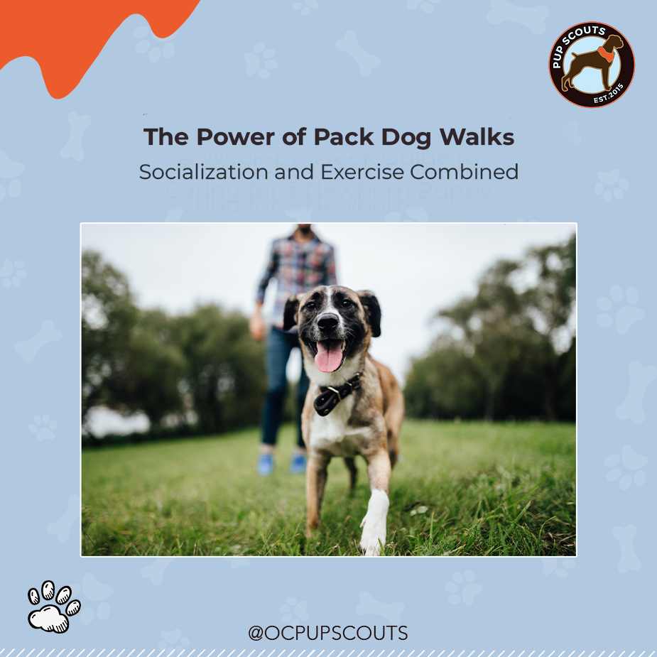 pack dog walking||The camaraderie, learning experiences, and physical activity combine to create an enriching experience.