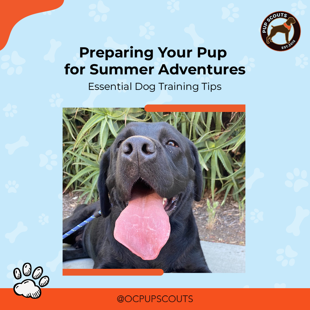 dog training tips||dog obedience training services