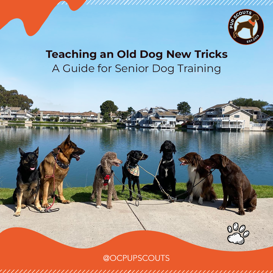 senior dog training||senior dog training services