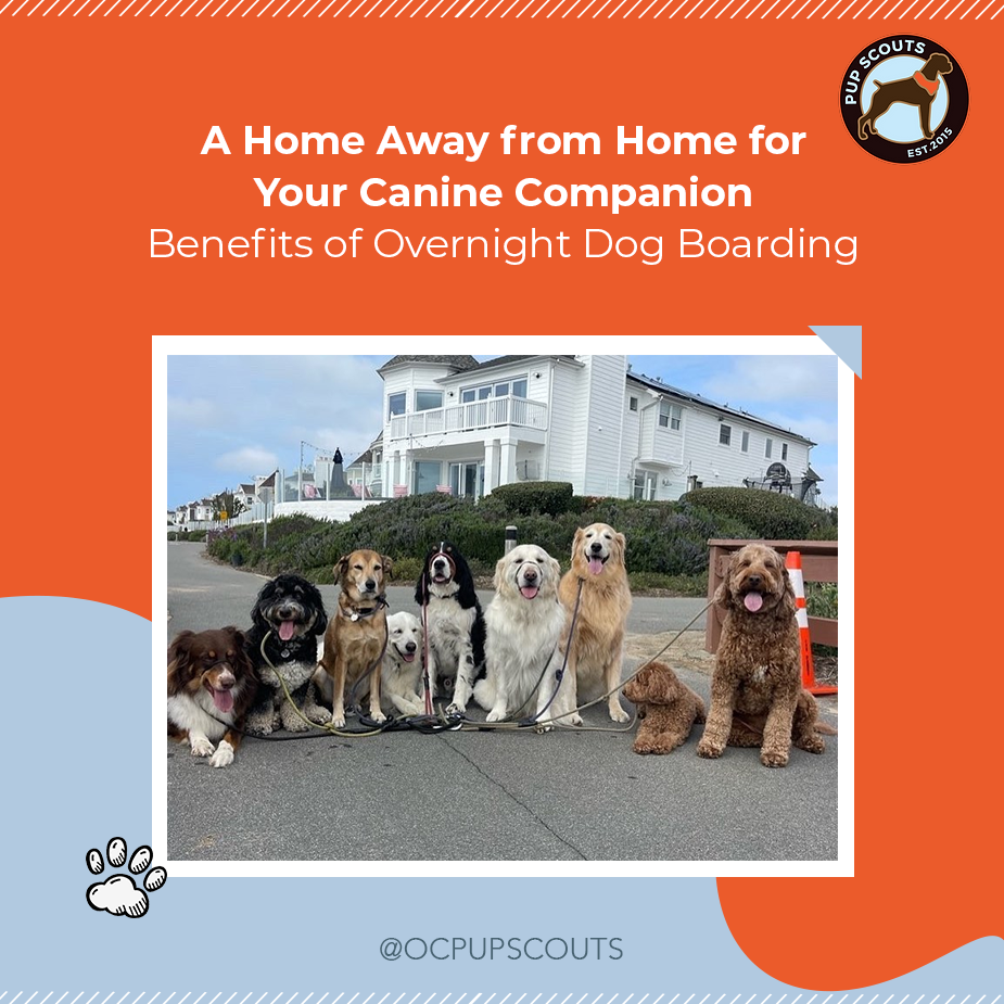 overnight dog boarding||overnight dog boarding services