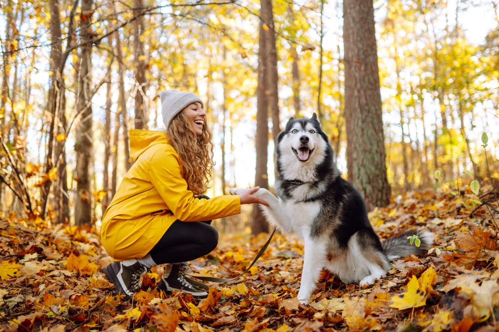 Woman walking with her golden retriever dog on a road||Caucasian red-haired woman young teenager girl taking selfie photo together with her welsh corgi dog||Smiling woman in a yellow coat walks with her cute pet Husky in the autumn forest in sunny weather