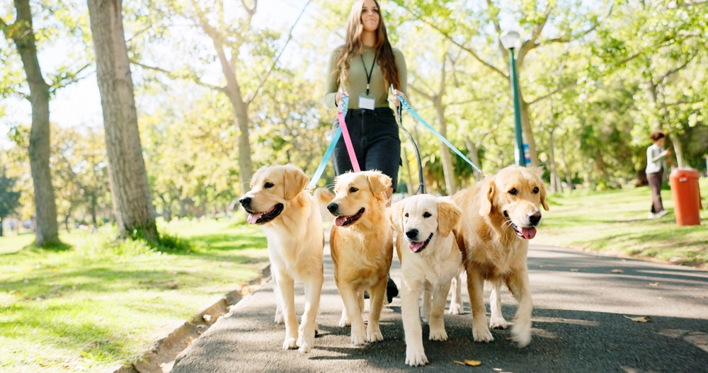 View from the bottom of a multi ethnic happy young woman in sports clothes, walking her dog on leash||Female dog walker with dogs enjoying in city park||Woman, walking and dogs in park for exercise or pet care
