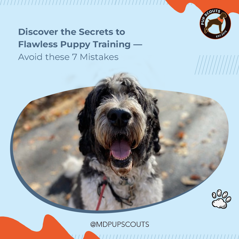 7 Common Puppy Training Mistakes to Avoid | MD Pup Scouts