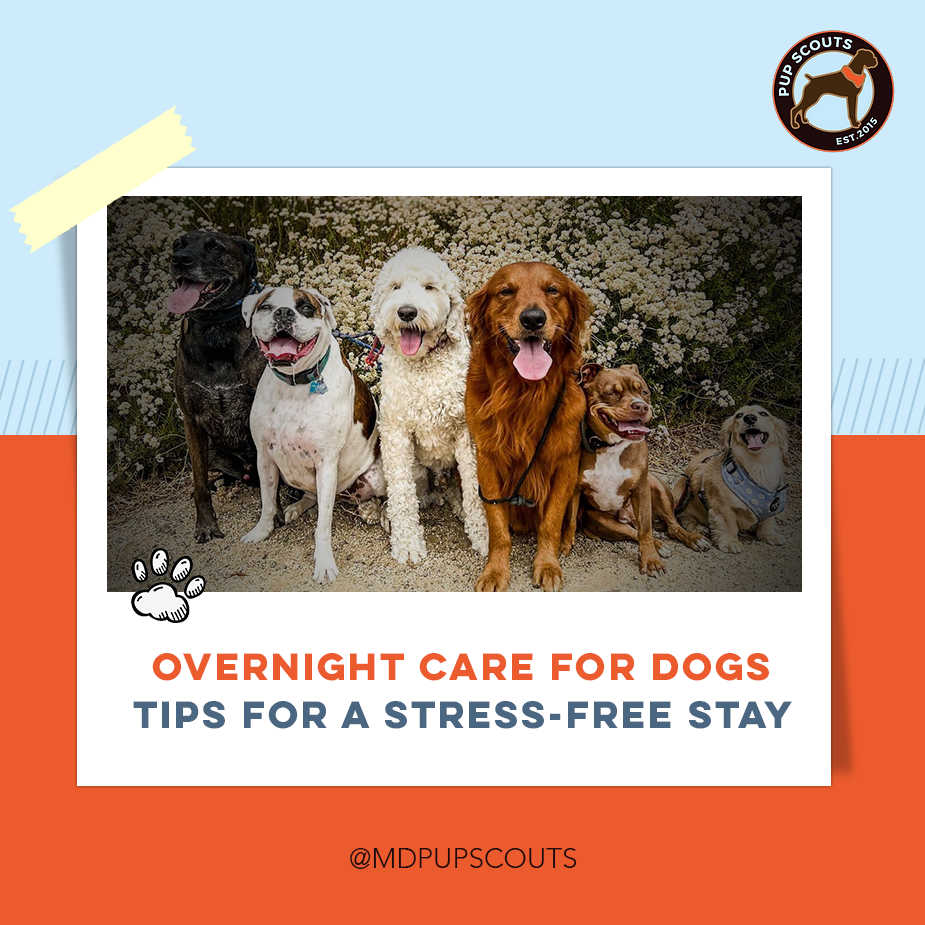 Overnight Care for Dogs | Tips and Tricks | MD Pup Scouts