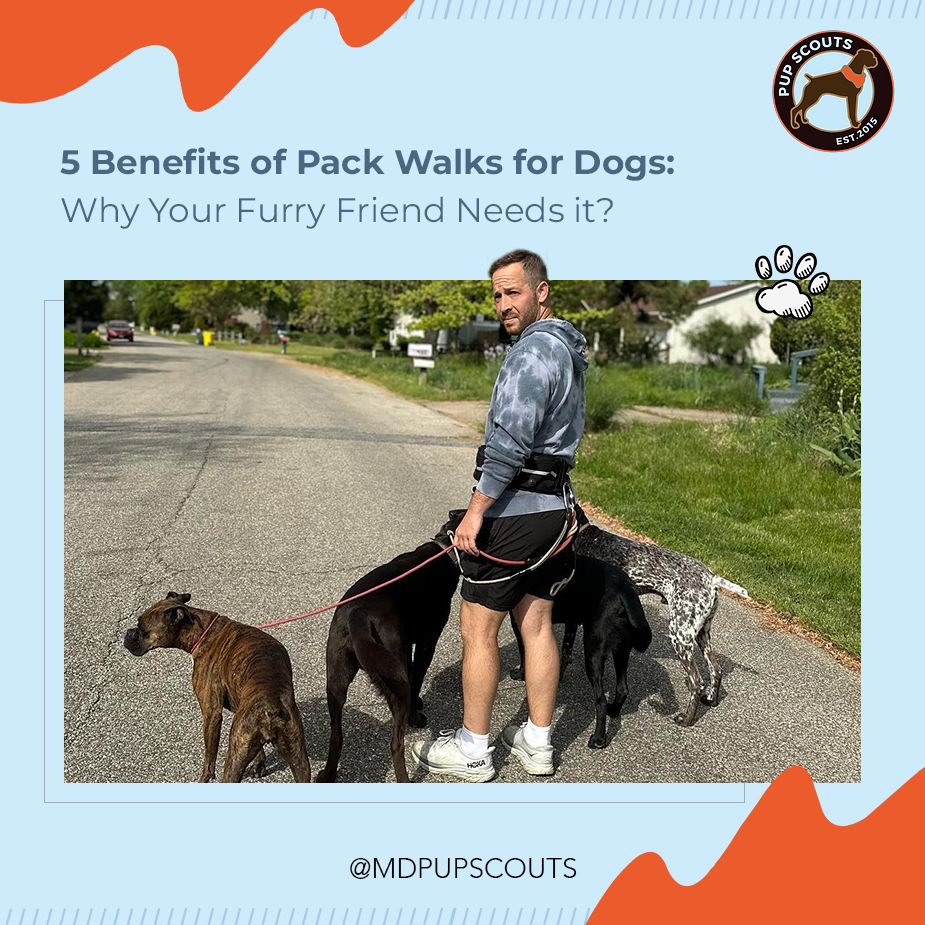 Why Pack Dog Walking is Important? M D Pup Scouts Dog