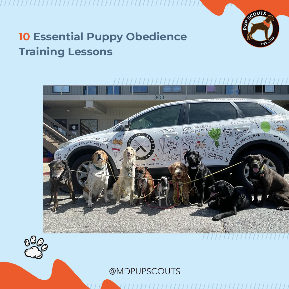 10 Puppy Obedience Training Lessons | MD Pup Scouts