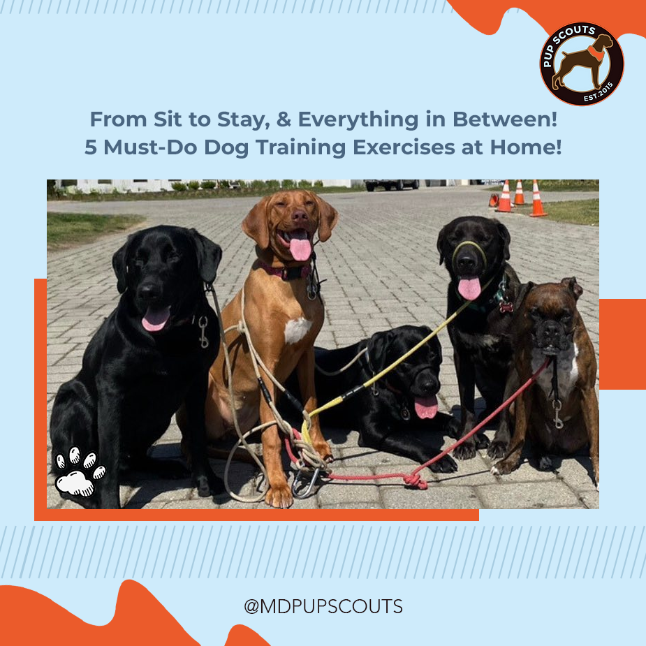 5 Essential Dog Training Exercises | MD Pup Scouts