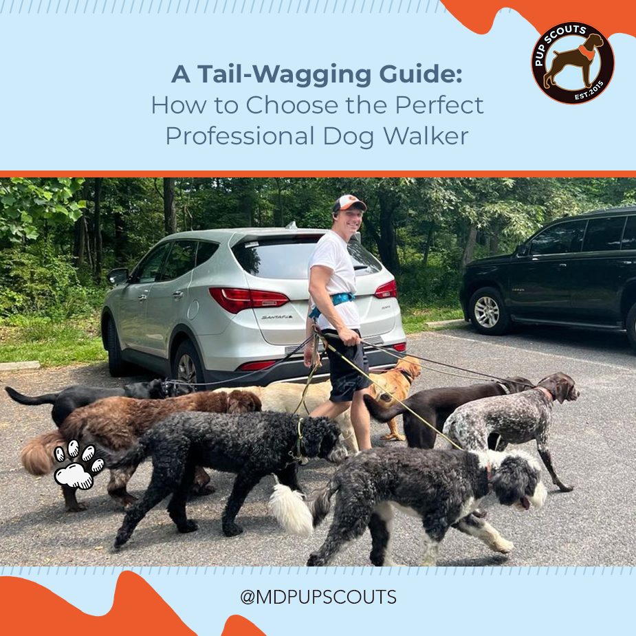 How to Choose a Professional Dog Walker | MD Pup Scouts