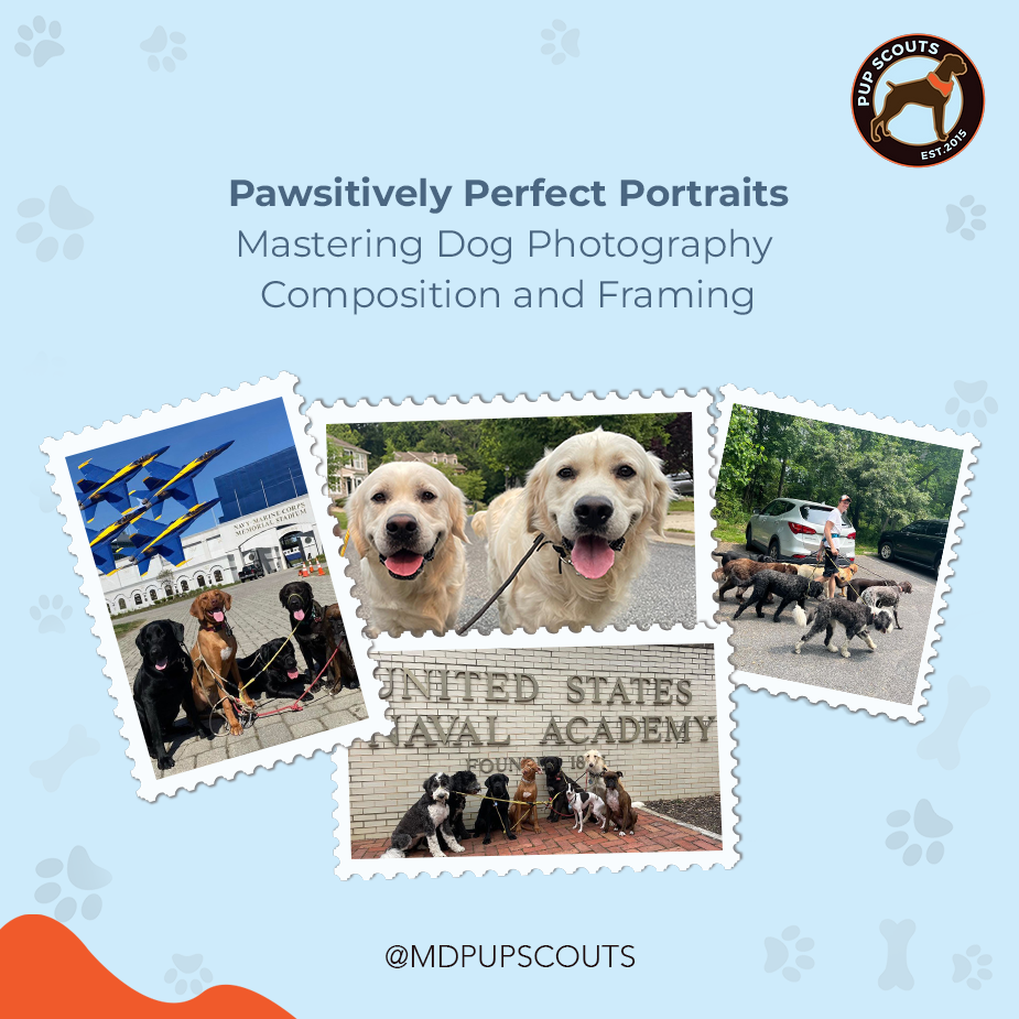 Pawsitively Perfect Portraits: Mastering Dog Photography Composition and Framing