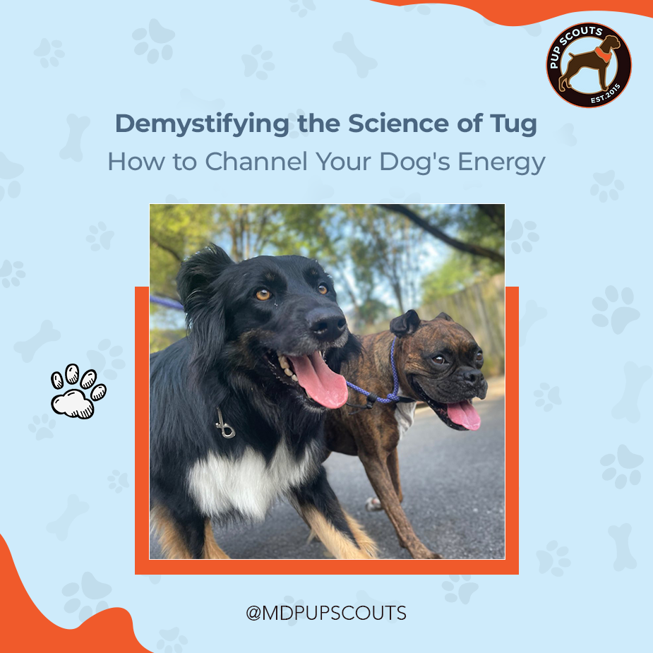Demystifying the Science of Tug: How to Channel Your Dog's Energy