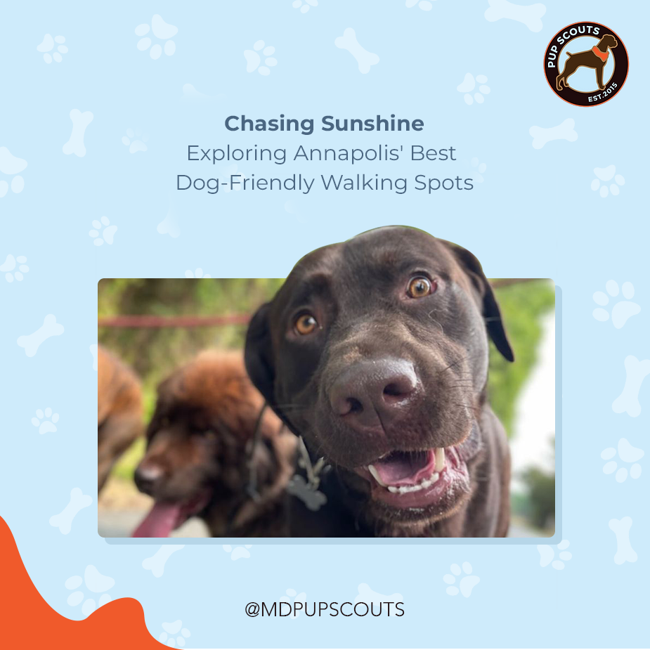 Exploring Annapolis' Best Dog-Friendly Walking Spots | MD Pup Scouts