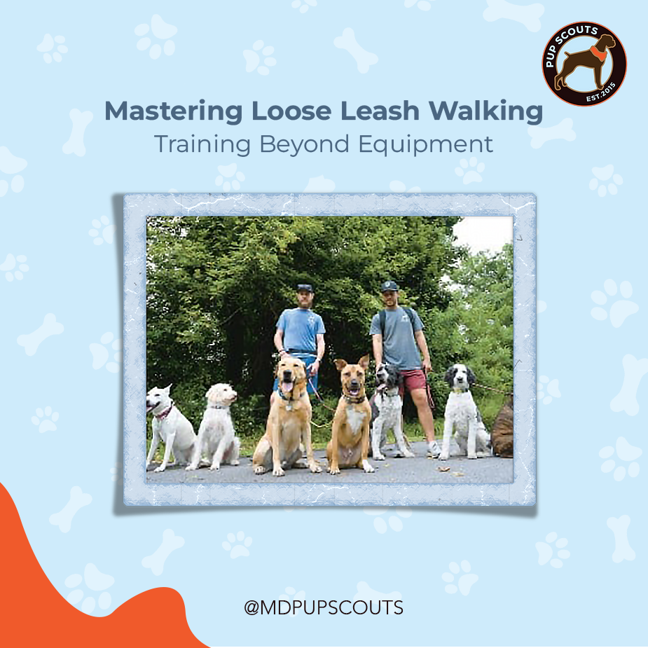 Mastering Loose Leash Dog Walking: Training Beyond Equipment | MD Pup Scouts