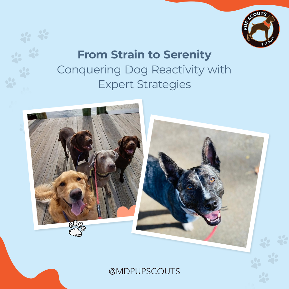 Managing Dog Reactivity | MD Pup Scouts