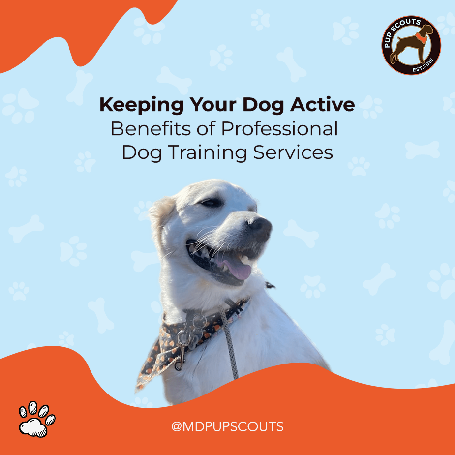 Professional Dog Training Services | MD Pup Scouts