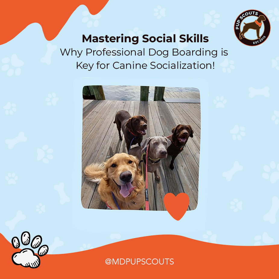 Benefits of Dog Overnight Care Facility | MD Pup Scouts