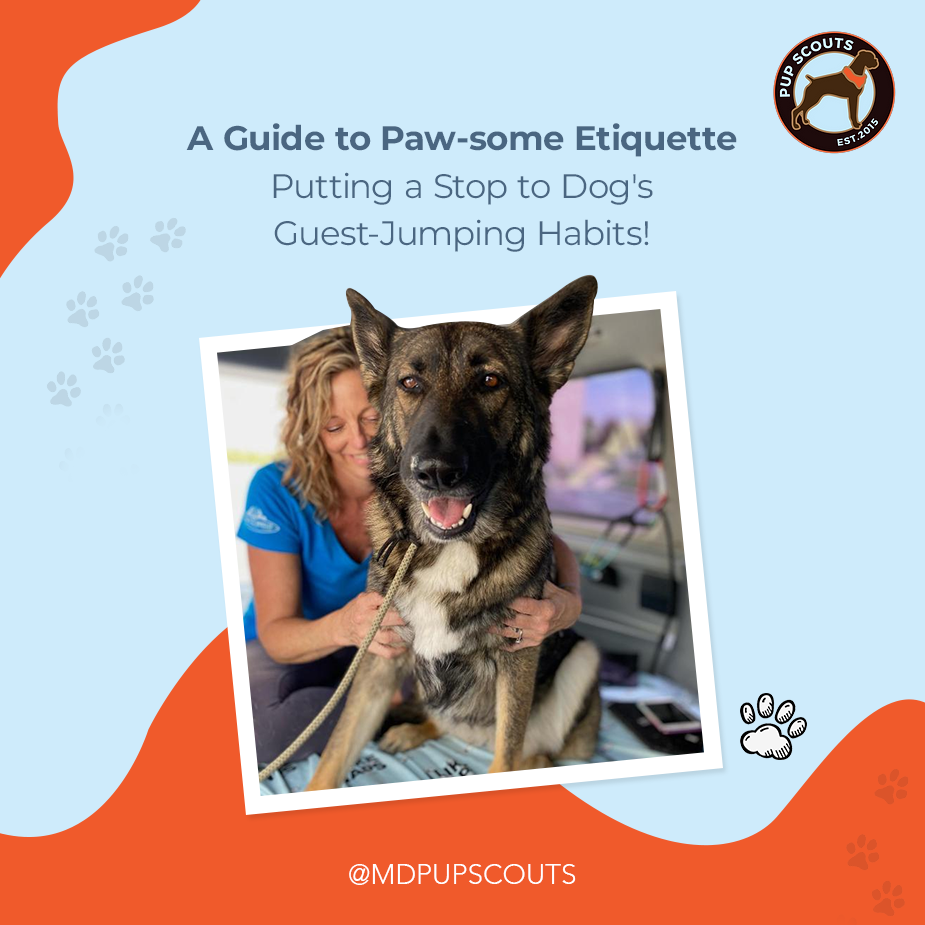 Dog Training Tips for Positive Behavior | MD Pup Scouts