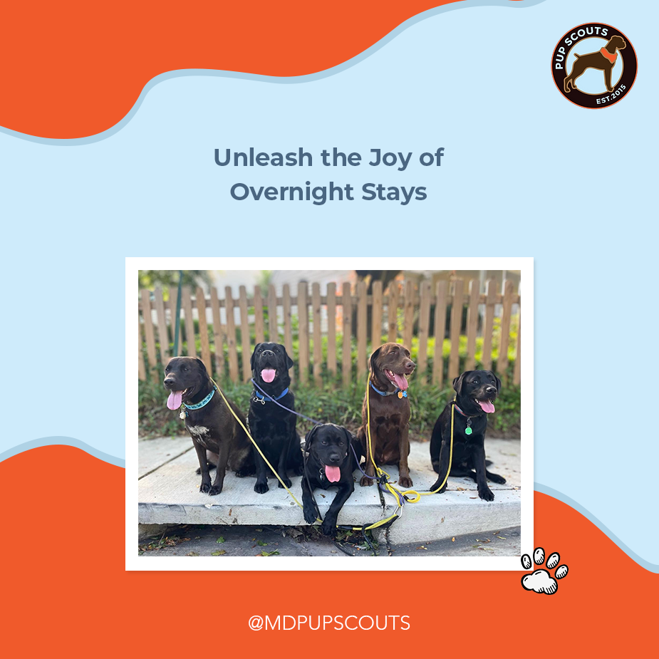 Expert Dog Overnight Care for a Stress-Free Stay | MD Pup Scouts