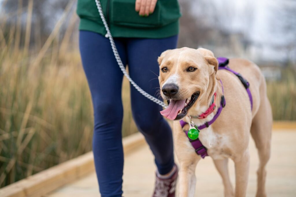 Private Dog Walks Near Me | Professional Dog Walking Services