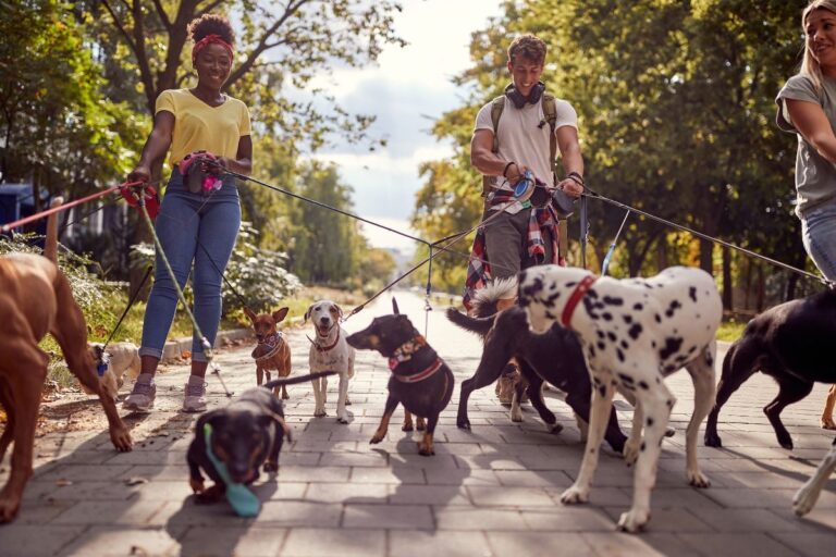Group Dog Walks Near Me: Annapolis Dog Socialization Guide