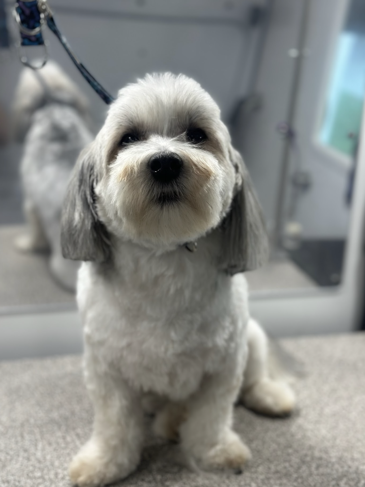 Mobile dog grooming service in Newport Beach offers stress-free, one-on-one grooming for pets in a familiar environment.