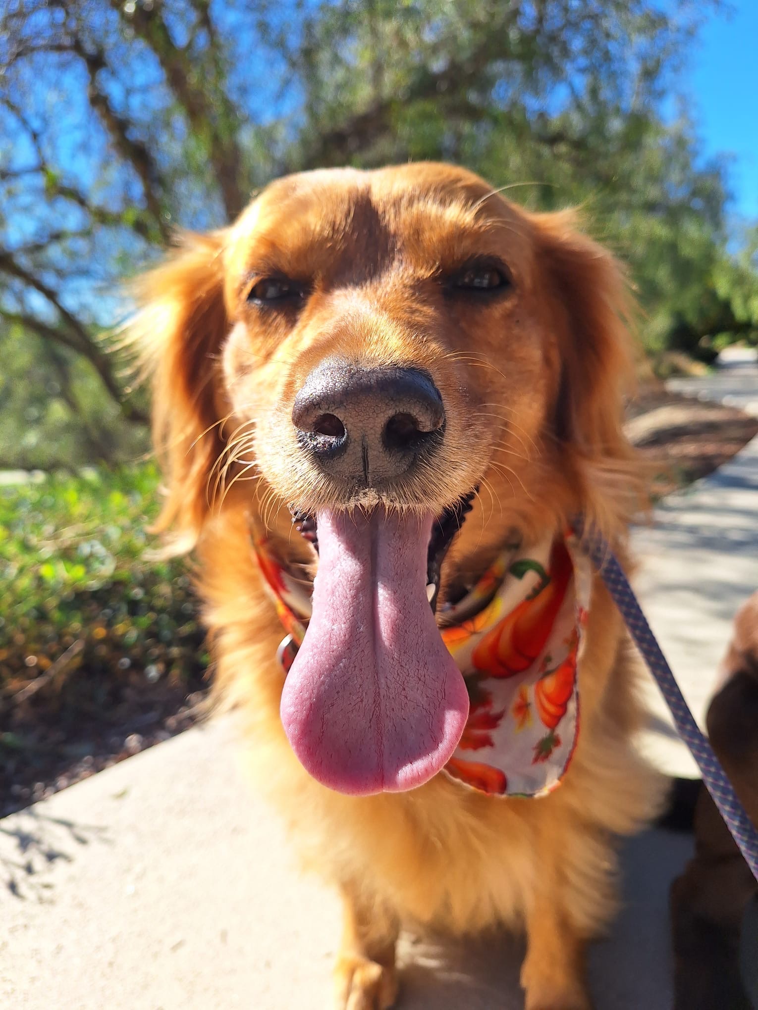 One-on-one Pup Scouts walk through a quiet residential street in Costa Mesa, CA