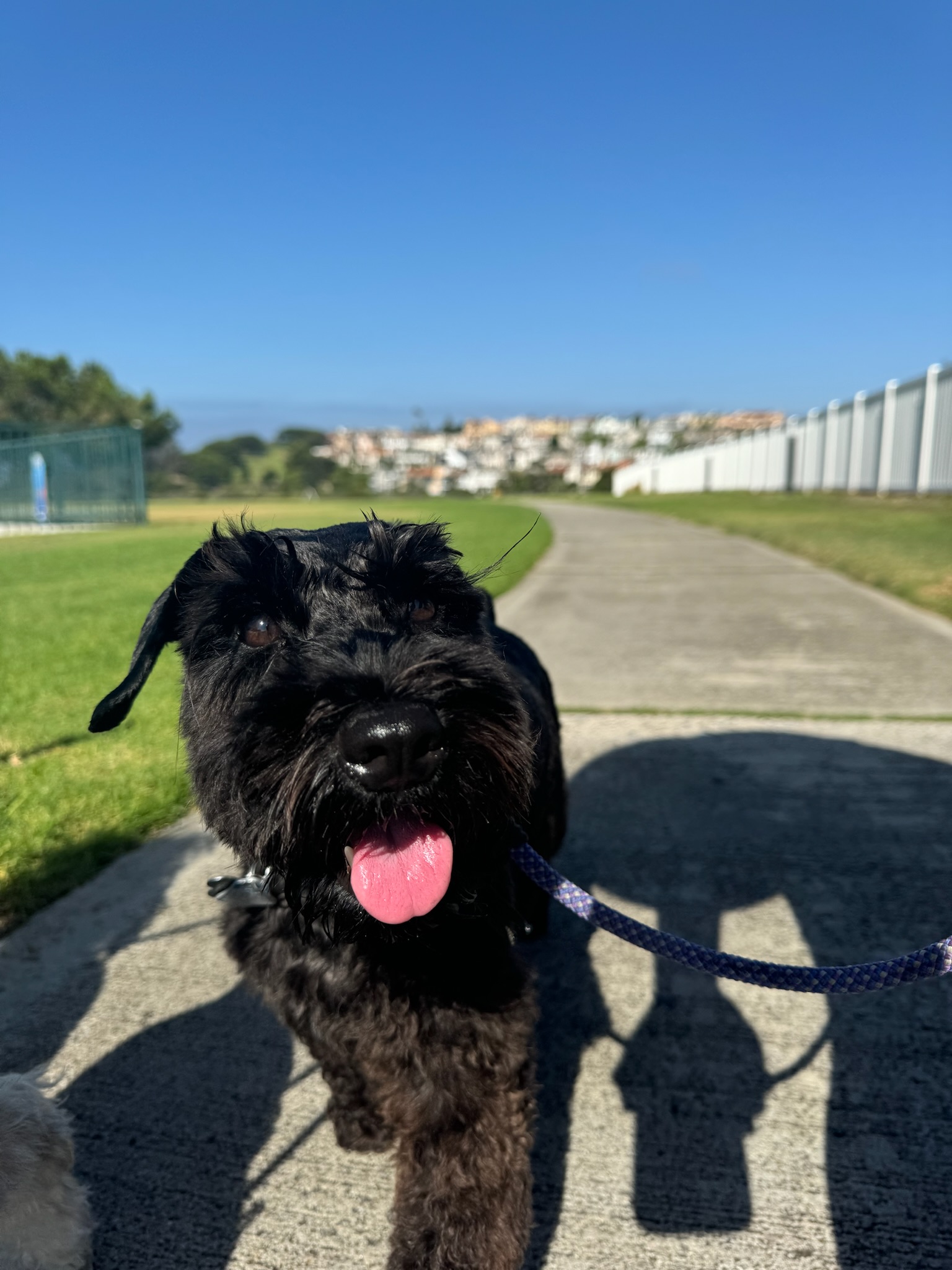 Calm solo walk with Pup Scouts handler providing attentive care in Orange County, CA