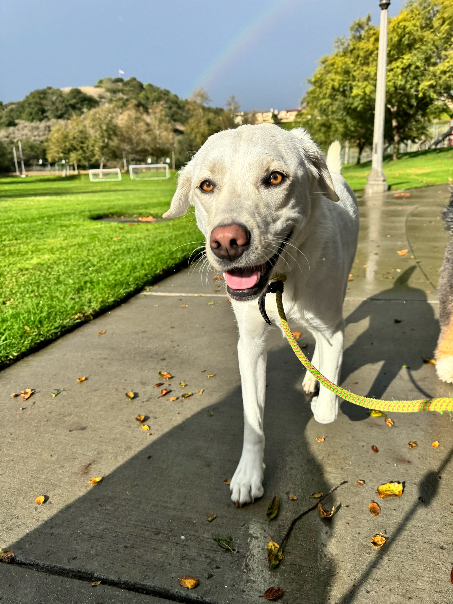 Calm solo walk through a quiet neighborhood in Costa Mesa, CA with Pup Scouts