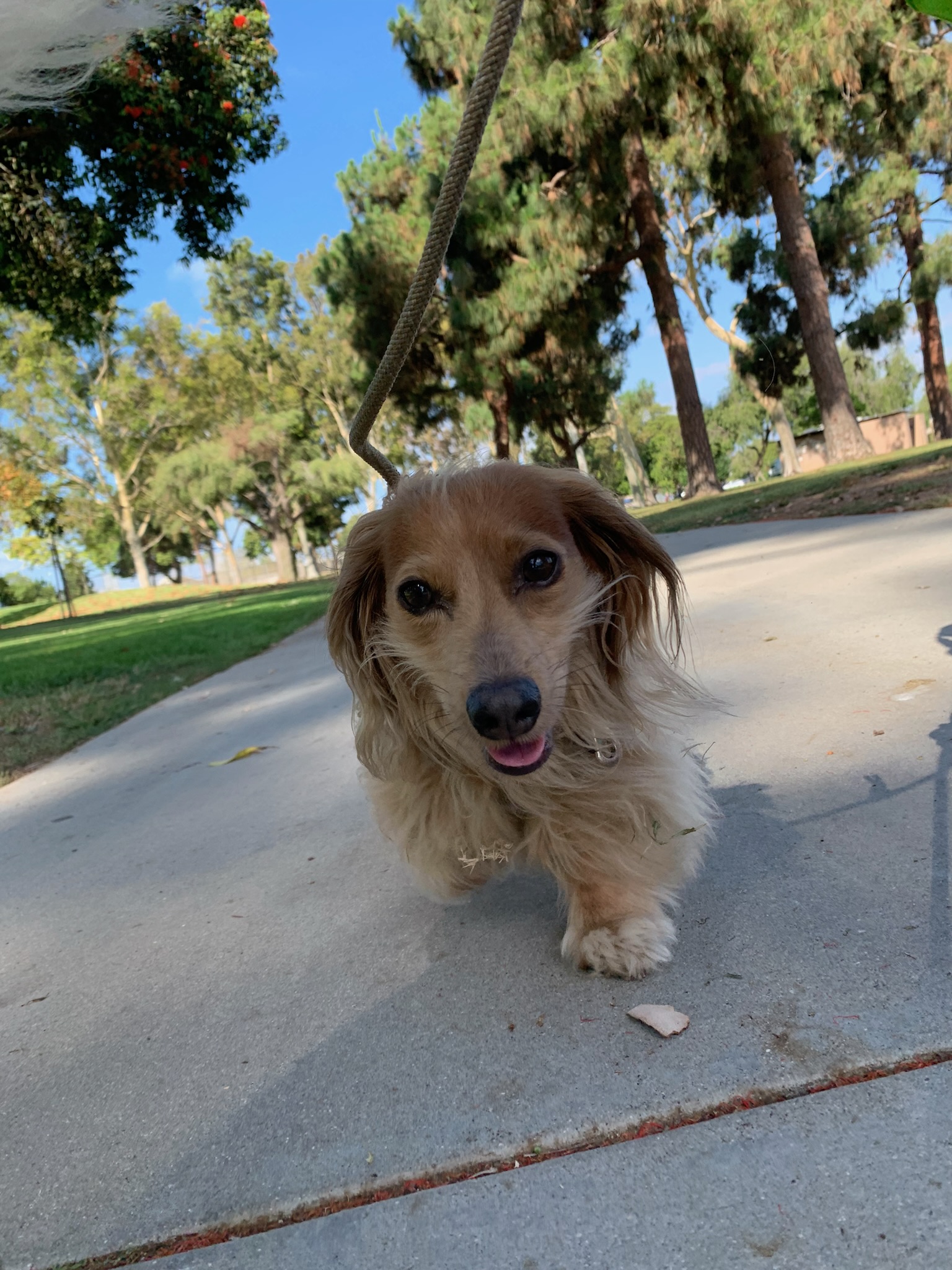 Personalized private dog walk in Costa Mesa, CA, led by a trusted Pup Scouts professional