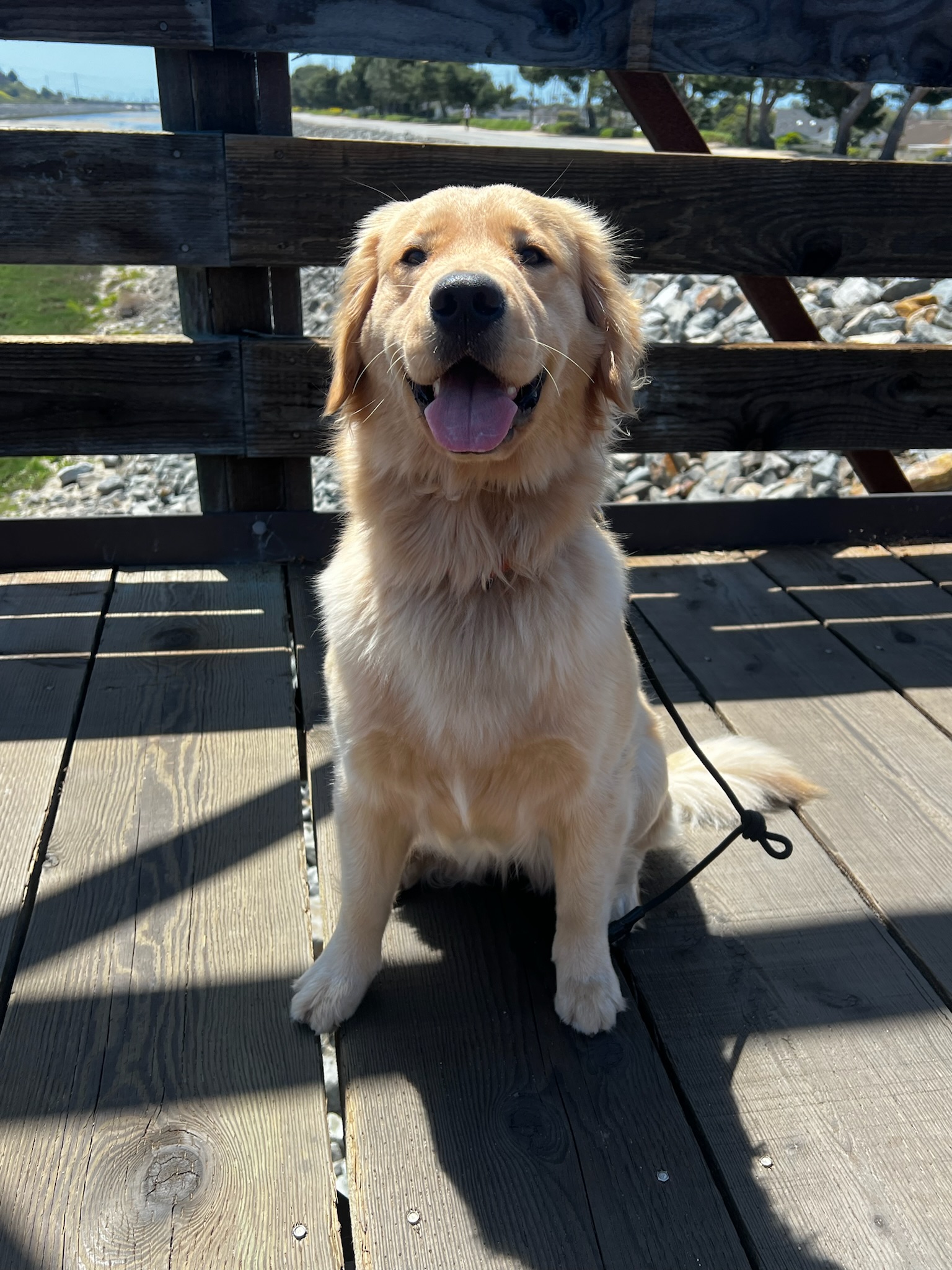 Personalized dog walk with Pup Scouts offering structure and calm in 