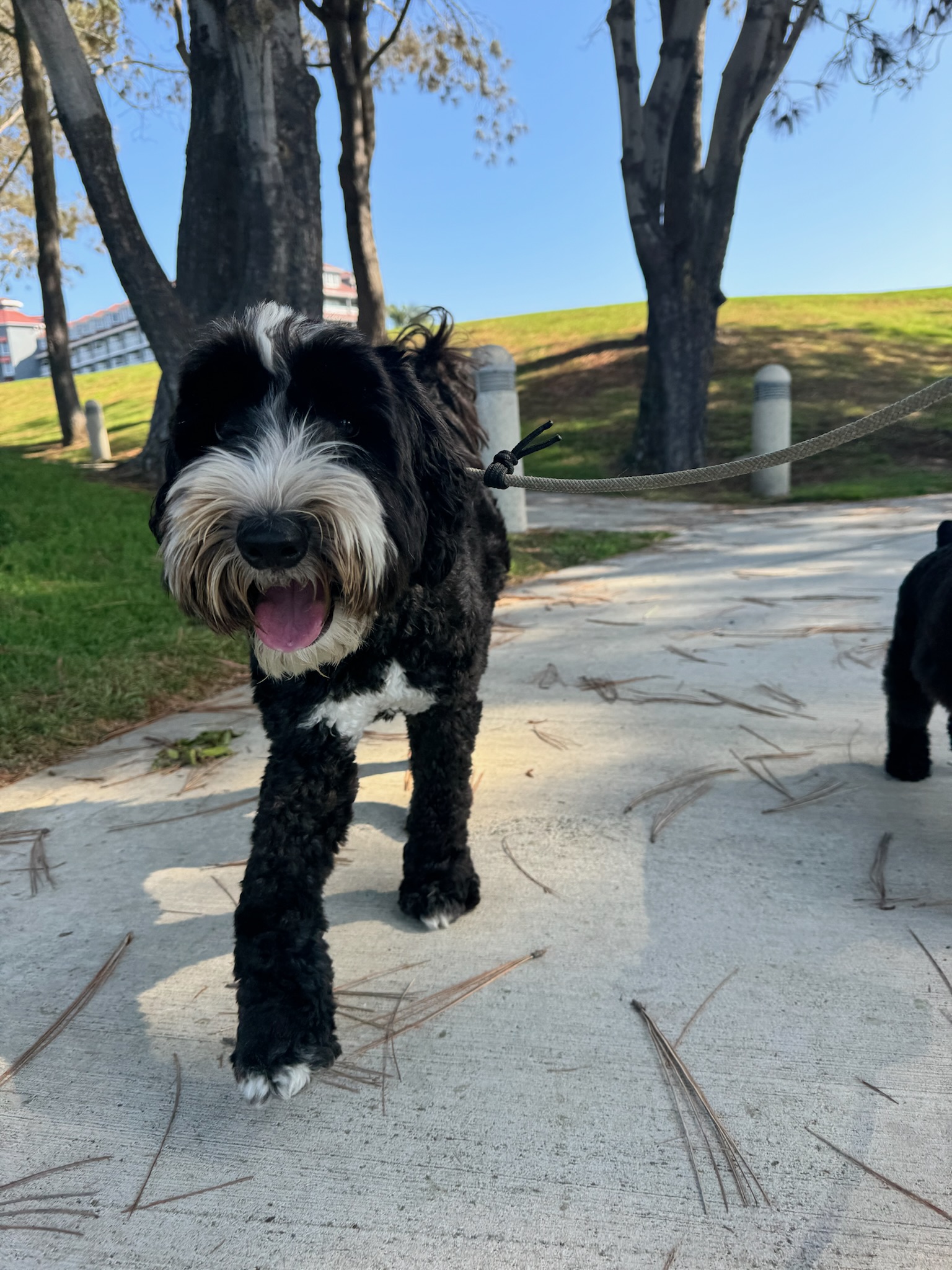 Pup Scouts handler offering individualized care during a private walk in Costa Mesa, CA