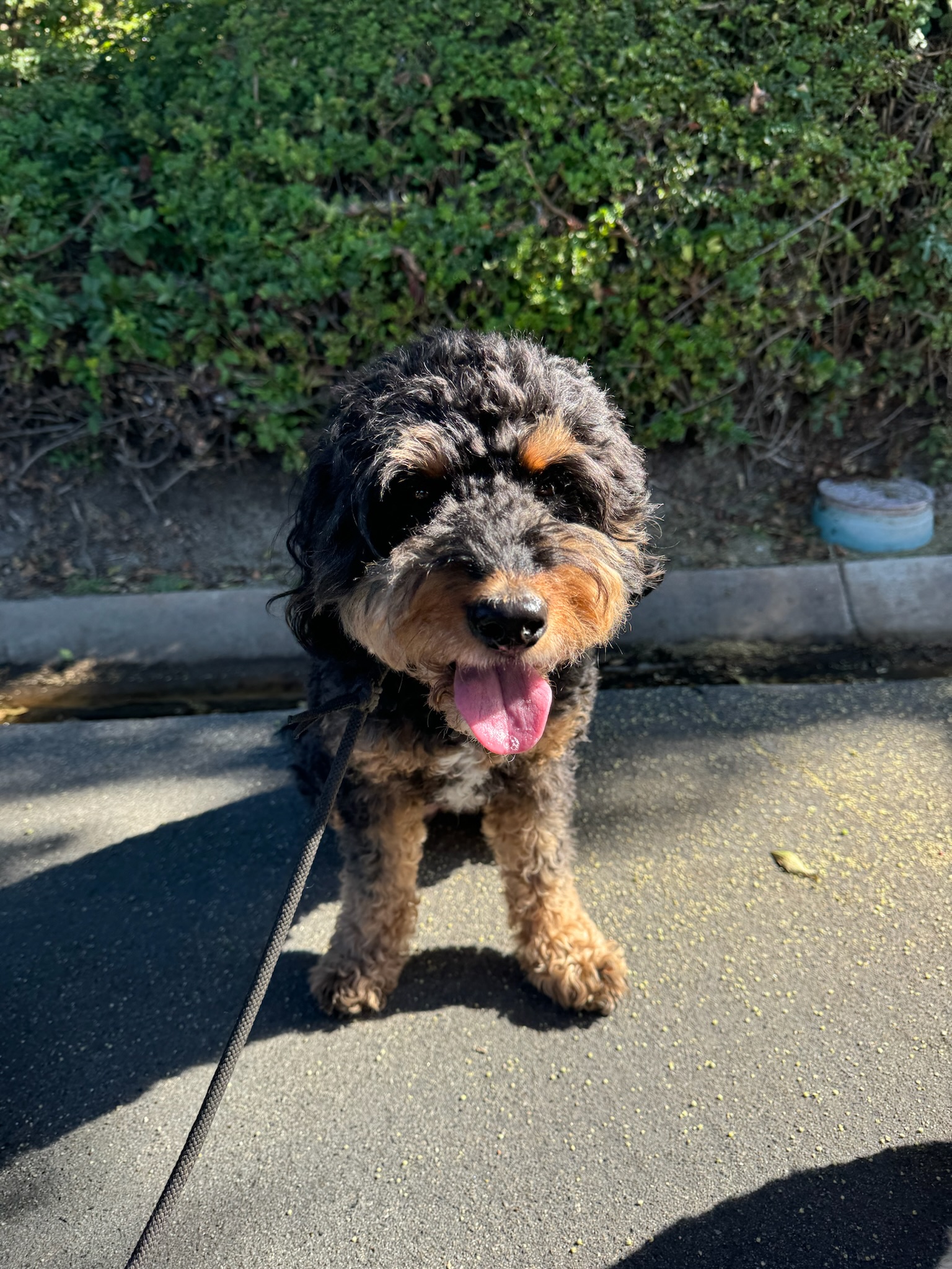 Dog enjoying a relaxed, familiar walking route with Pup Scouts in San Clemente, CA