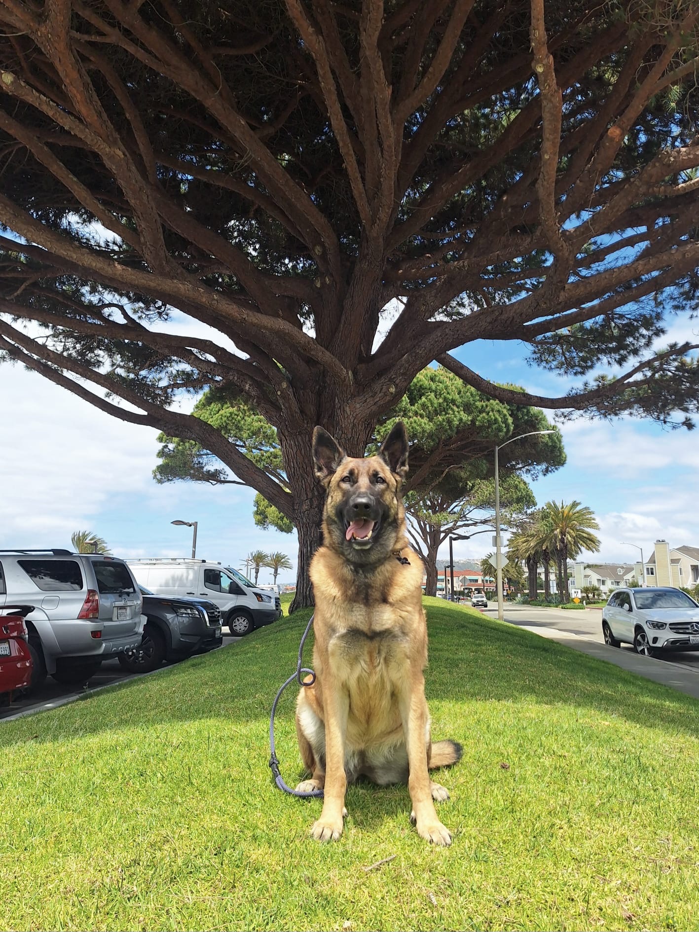 Consistent handler walking a Pup Scouts client dog through local streets in Costa Mesa, CA