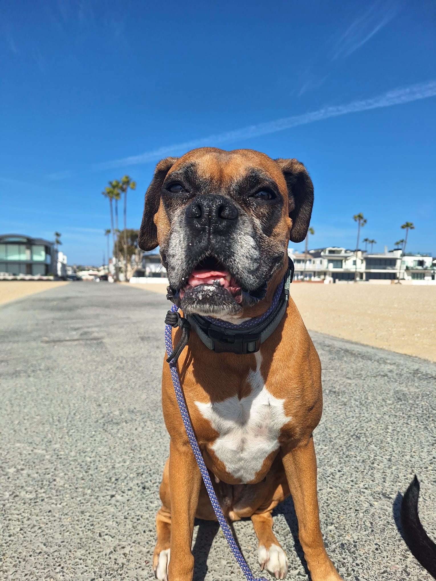 Routine-based private walk with Pup Scouts for dogs in Costa Mesa, CA who prefer solo time