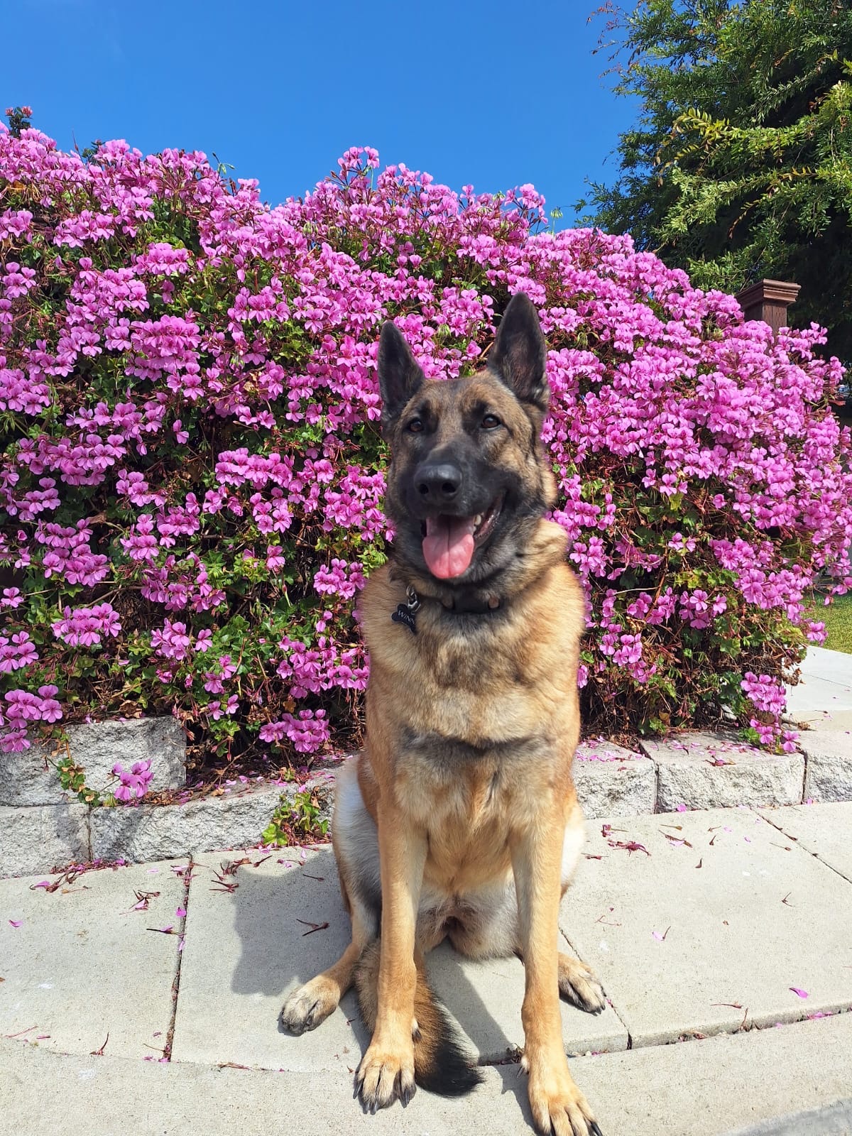 One-on-one dog walk in Costa Mesa, CA with a consistent Pup Scouts handler