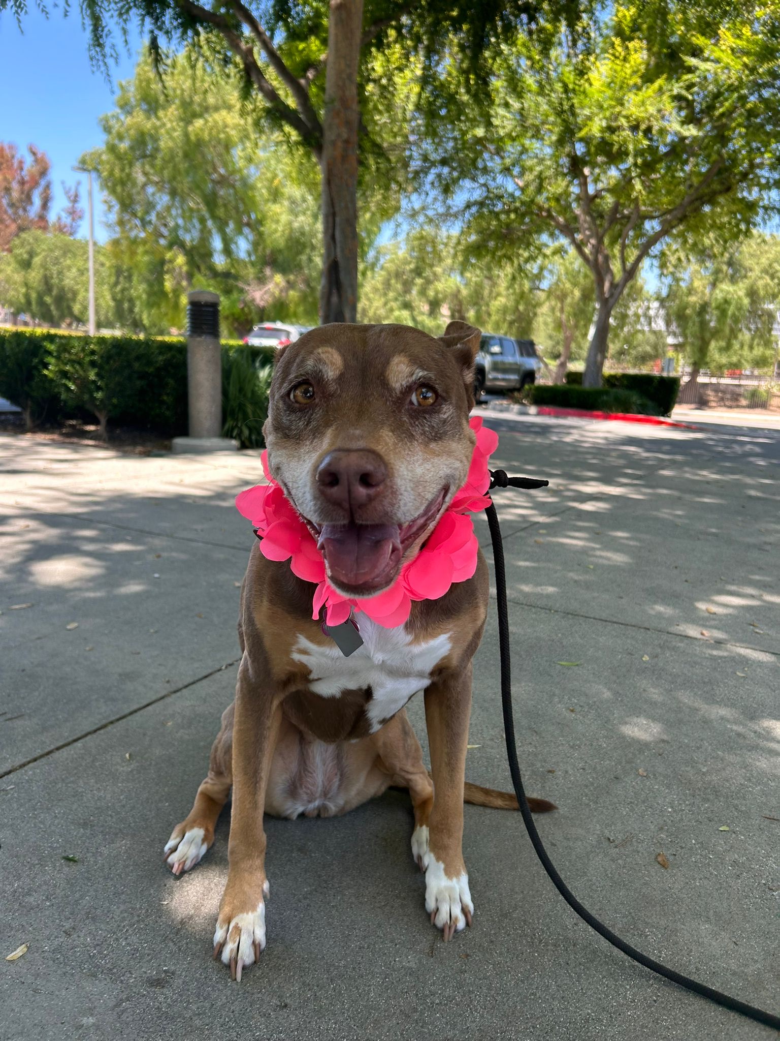 Pup Scouts solo dog walk focused on routine and trust in Costa Mesa, CA