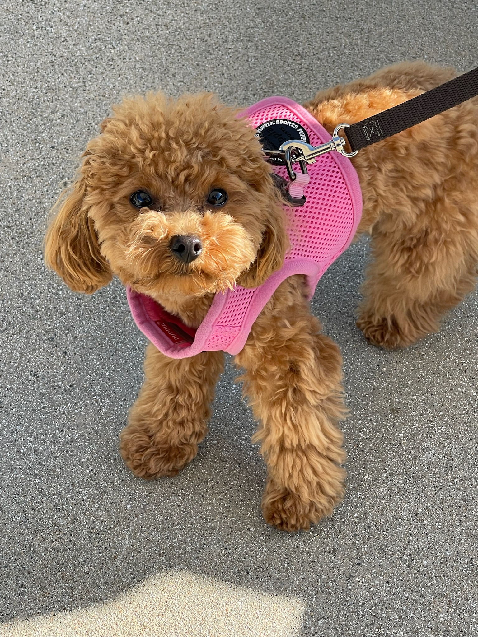 Pup Scouts delivering luxury one-on-one walks through residential areas of Costa Mesa, CA