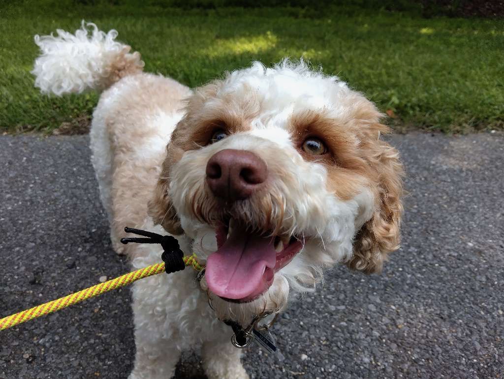 Solo Pup Scouts dog walk in Pasadena, MD offering personalized attention and routine