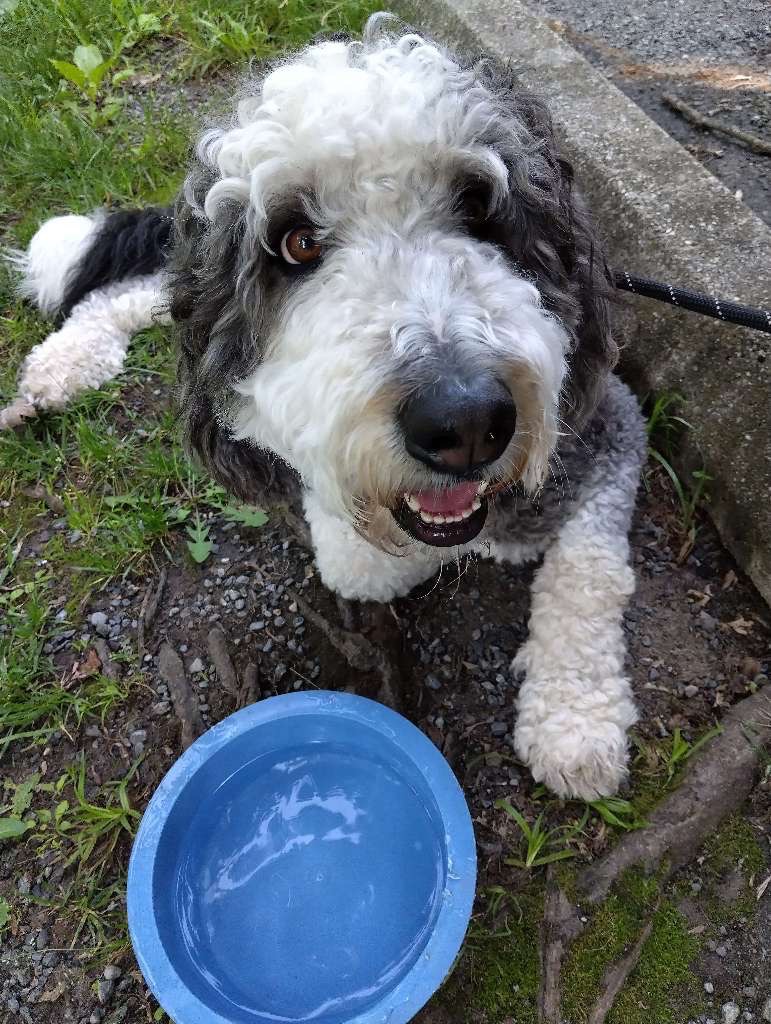 One-on-one dog walking experience with Pup Scouts in a residential Pasadena, MD neighborhood