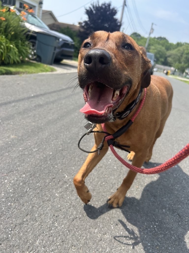 Midday pack walk with Pup Scouts pack leader offering socialization and structure in Annapolis, MD