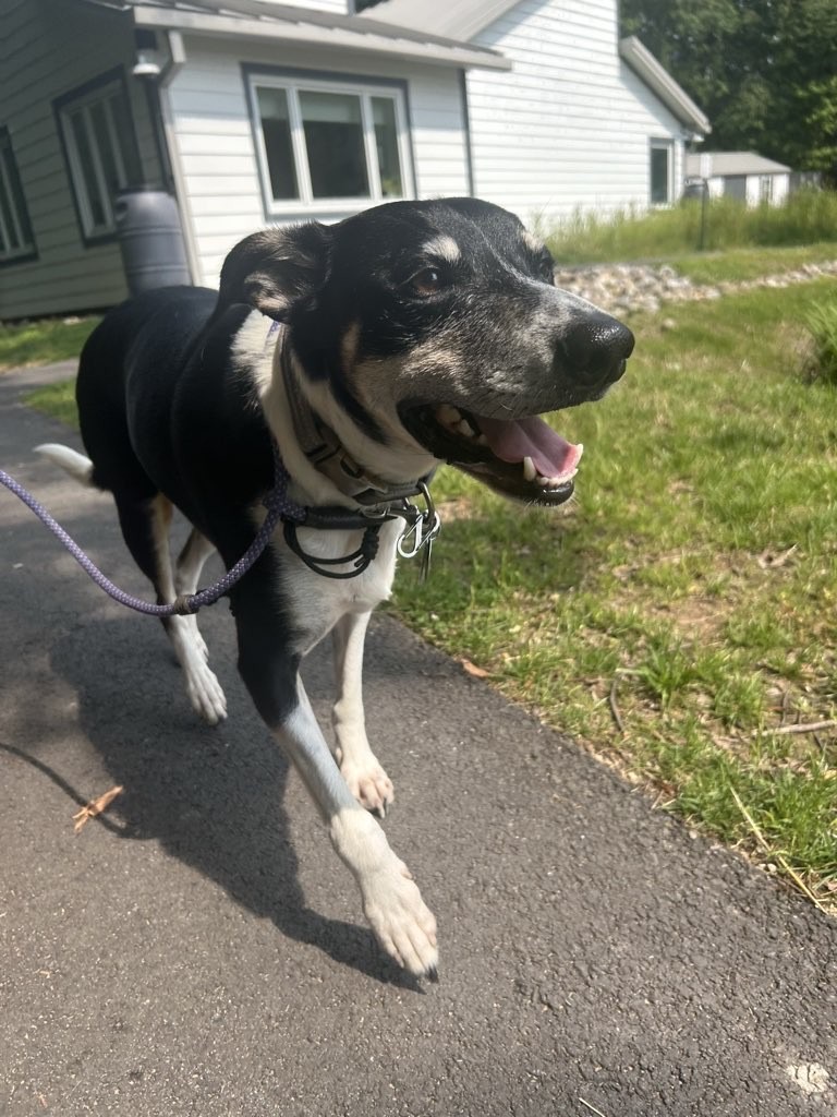 A Maryland dog owner walking a dog on a structured leash, emphasizing proper walking techniques to avoid common mistakes.