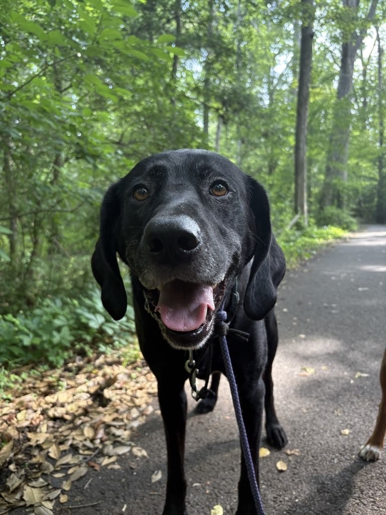 Pup Scouts handler on a walk offering distraction-free, personalized care in Pasadena, MD