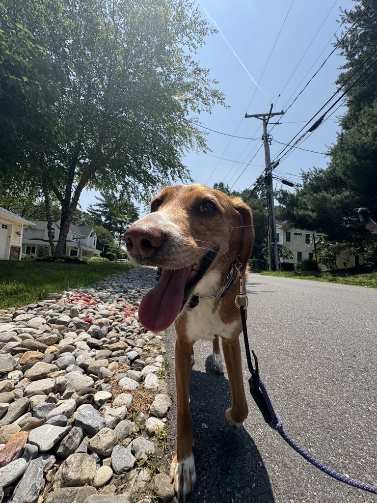 Dog enjoying a peaceful one-on-one walk with Pup Scouts in Annapolis, MD