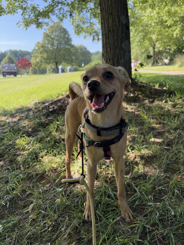 Pup Scouts providing individualized care during a calm private walk in Annapolis, MD