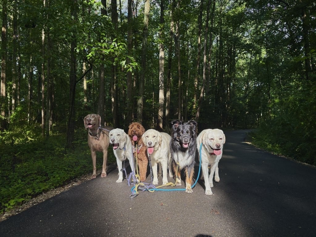 A side-by-side comparison of dog daycare and structured pack walks, highlighting benefits for dogs in Severna Park, MD.