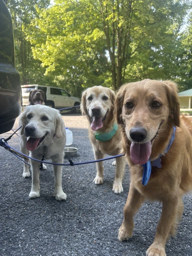 Pup Scouts dogs walking through open space trails in Pasadena, MD with their handler