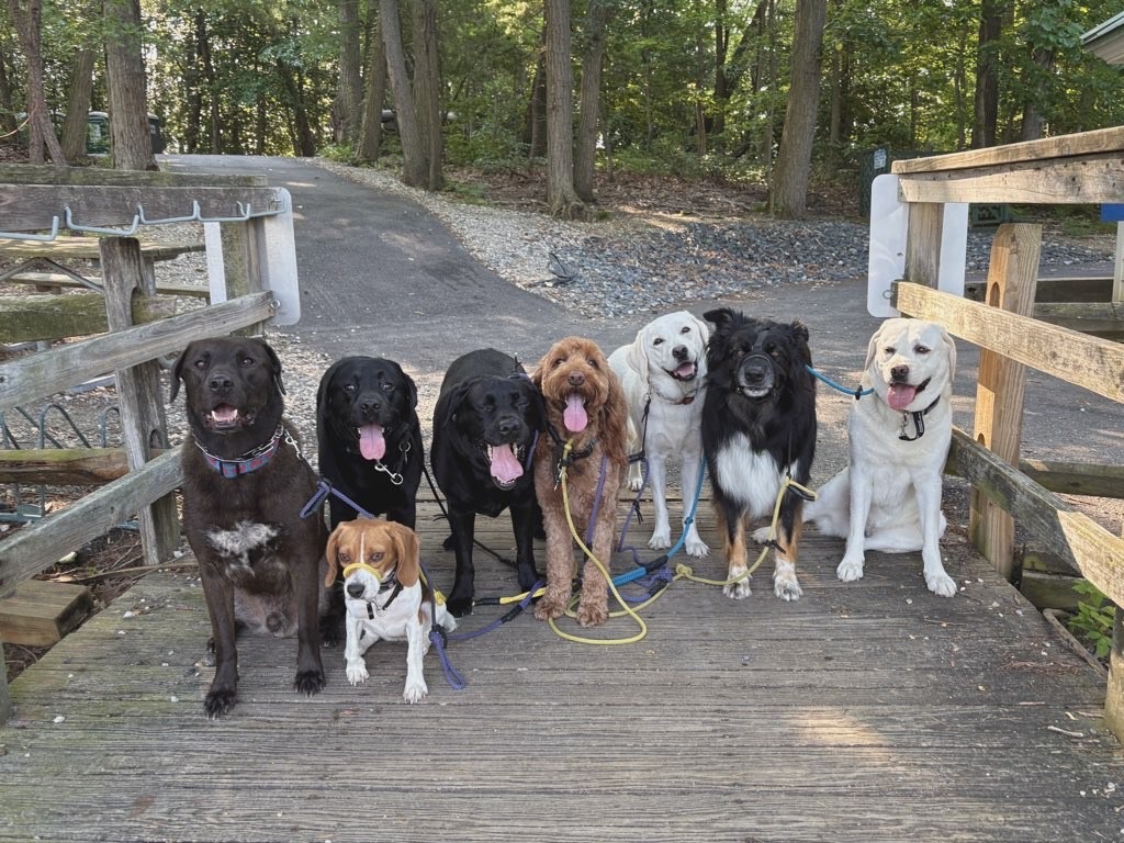 A calm dog enjoying a midday walk in Maryland, highlighting Pup Scouts' structured walking schedule for better behavior.