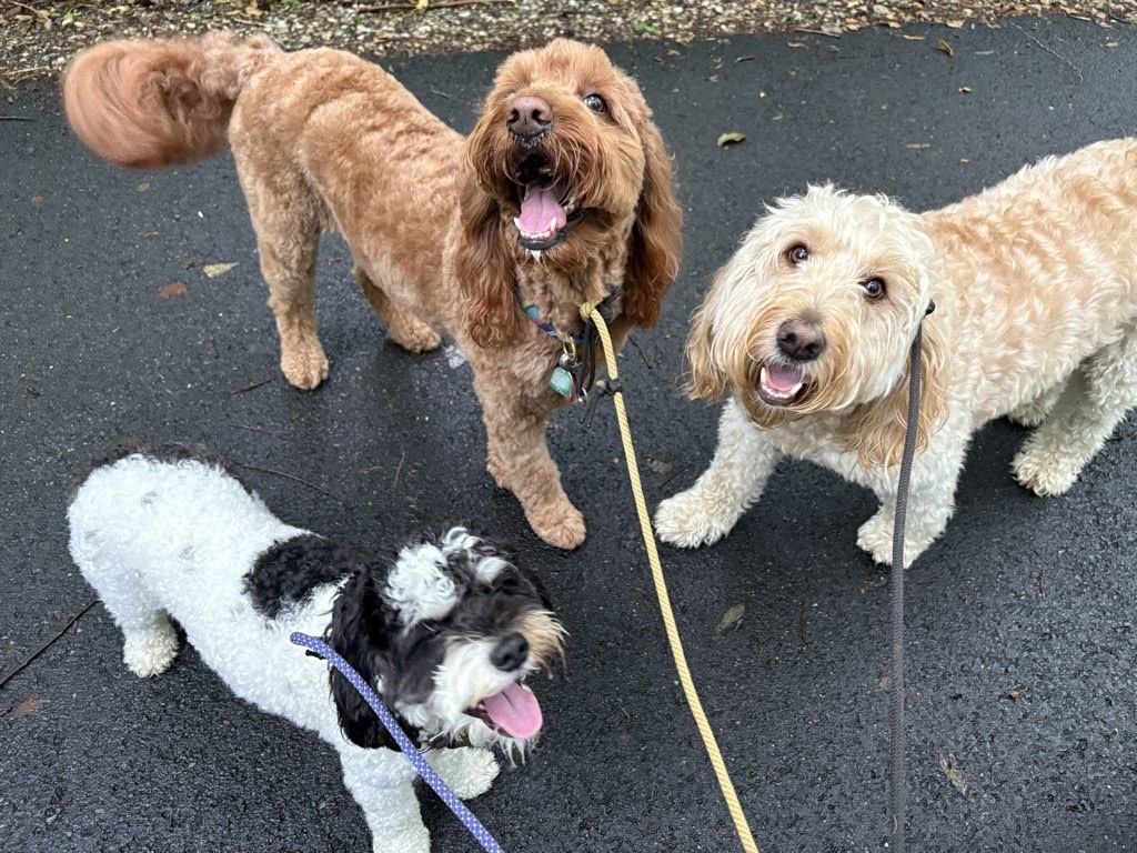 A guide for Annapolis pet parents on the importance of structure over socialization for dogs, featuring training tips and local walking areas.