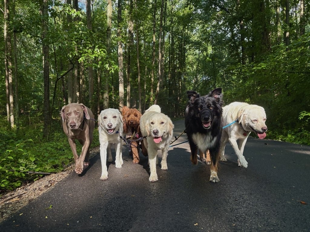 A peaceful dog walking trail in Arnold, MD, highlighting calm behavior and structured outings for dogs and their owners.
