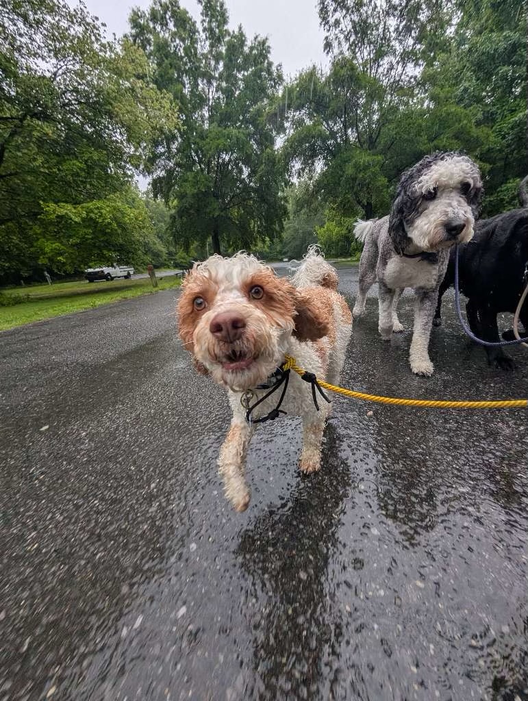 Image depicting a dog participating in a structured pack walk, illustrating calm coexistence and controlled group movement in Charlotte.